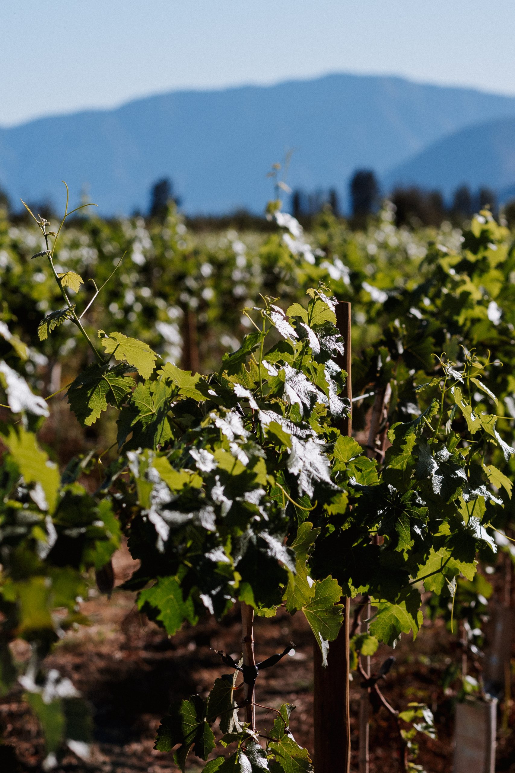 VIÑA.BUTRON2025.0031