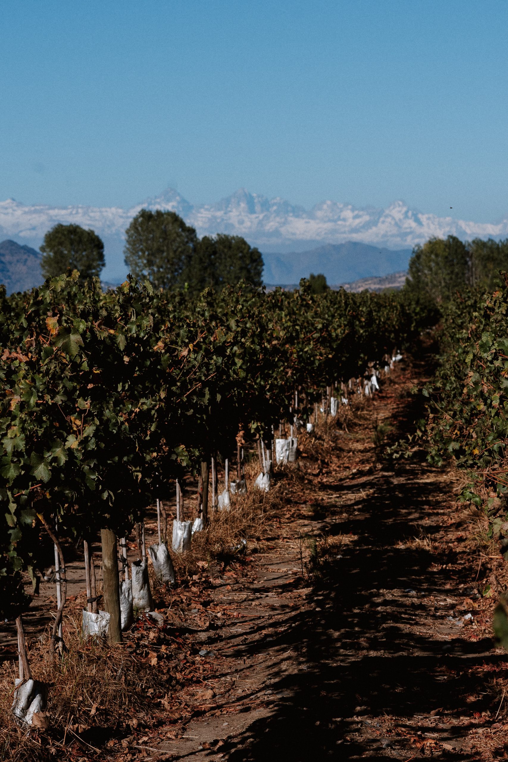 VIÑA.BUTRON2025.0043