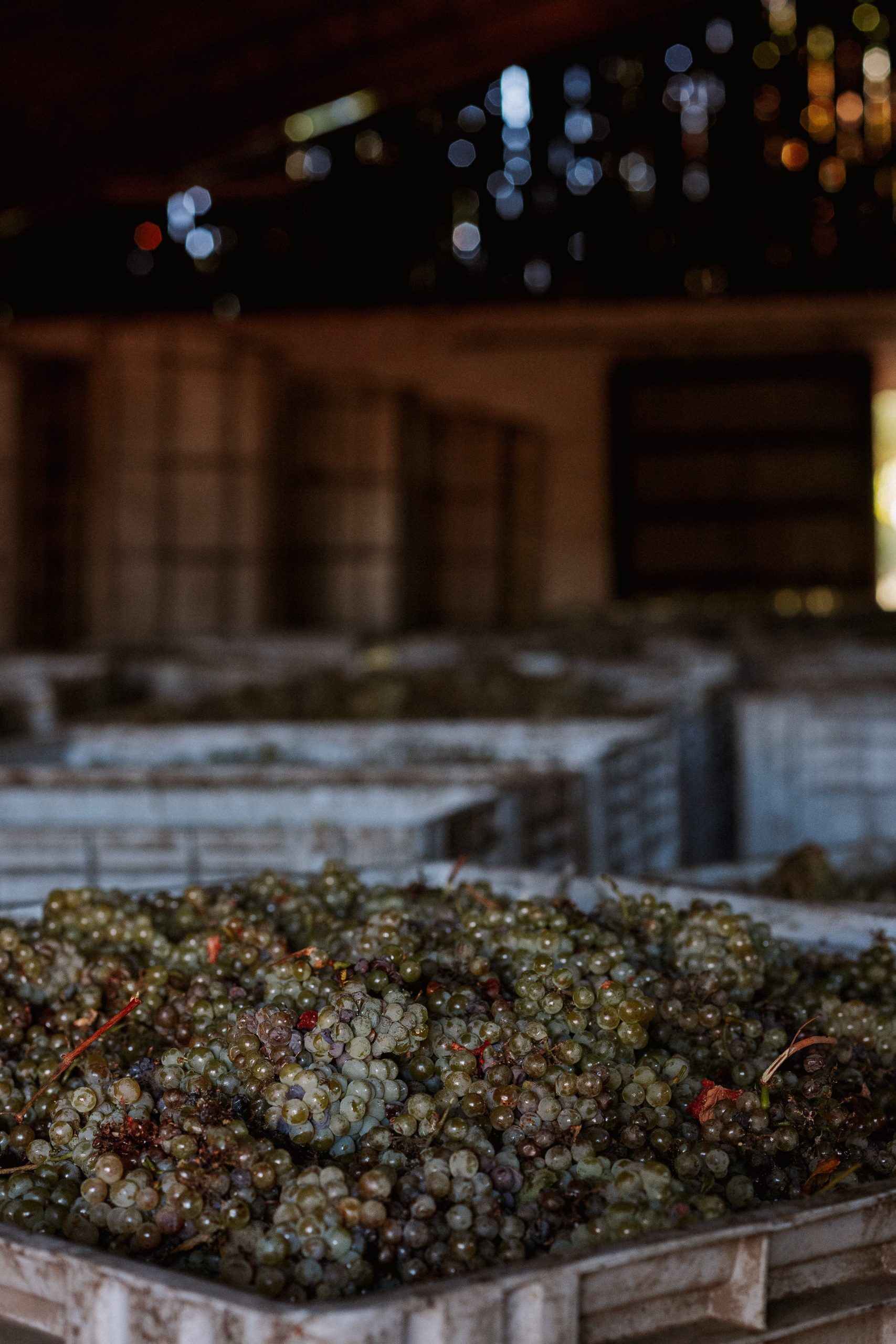 VIÑA.BUTRON2025.0055