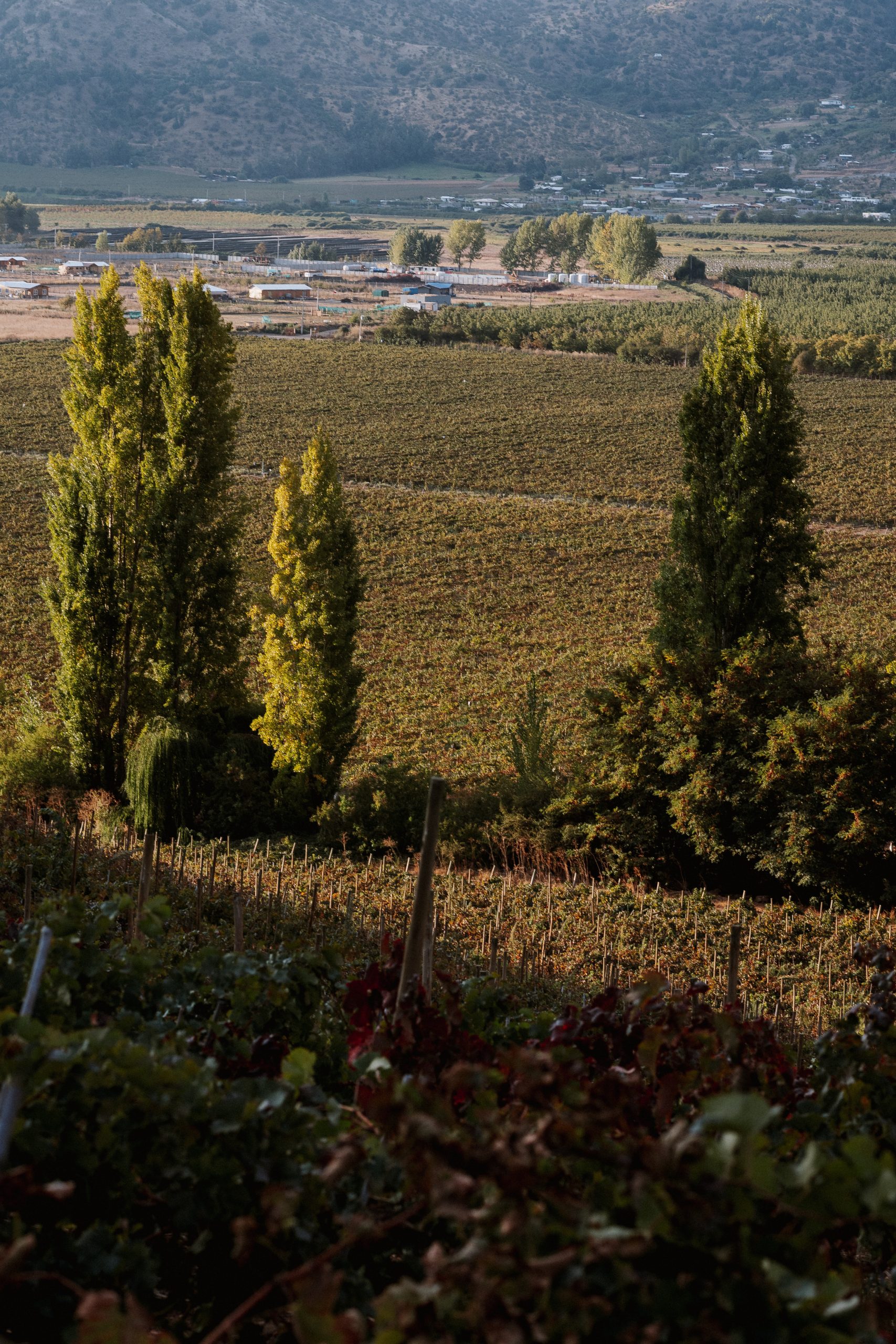 VIÑA.BUTRON2025.0188