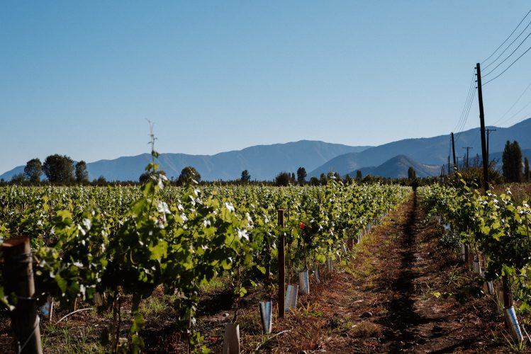 VIÑA.BUTRON2025.0095